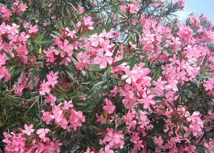 Apartamento L'oleandro Di Alfredo *