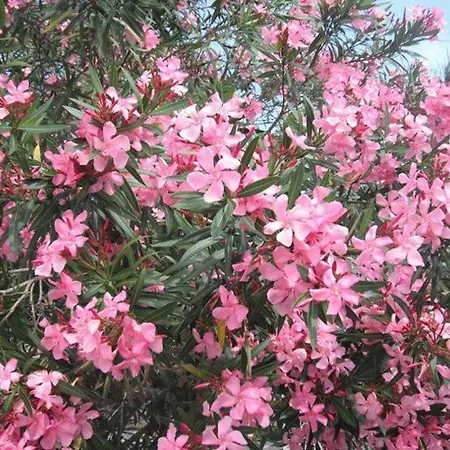 Apartamento L'oleandro Di Alfredo *